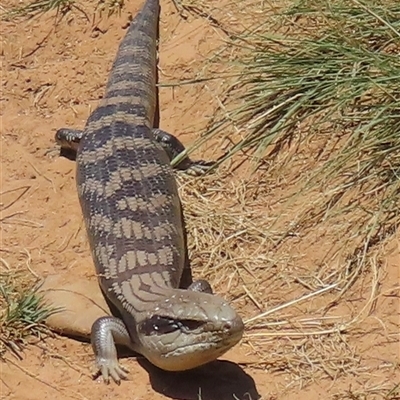 Tiliqua scincoides scincoides at Macnamara, ACT - 19 Dec 2024 by RobParnell