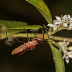 Gminatus australis (Orange assassin bug) at Higgins, ACT - 15 Nov 2024 by AlisonMilton