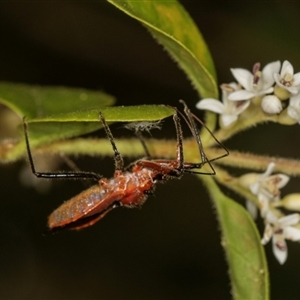 Gminatus australis at Higgins, ACT - 15 Nov 2024