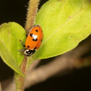 Hippodamia variegata at Higgins, ACT - 15 Nov 2024