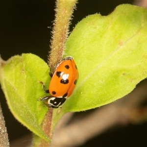 Hippodamia variegata at Higgins, ACT - 15 Nov 2024