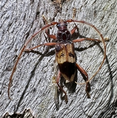 Phoracantha recurva (Yellow Phoracantha borer) at Ainslie, ACT - 19 Dec 2024 by Pirom