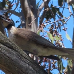 Philemon corniculatus (Noisy Friarbird) at Strathnairn, ACT - 19 Dec 2024 by RobParnell