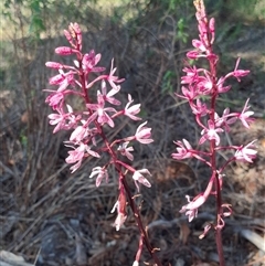 Dipodium punctatum (Blotched Hyacinth Orchid) at Chisholm, ACT - 18 Dec 2024 by RomanSoroka