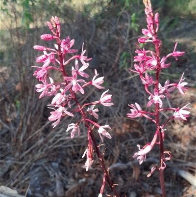 Dipodium punctatum (Blotched Hyacinth Orchid) at Chisholm, ACT - 18 Dec 2024 by RomanSoroka