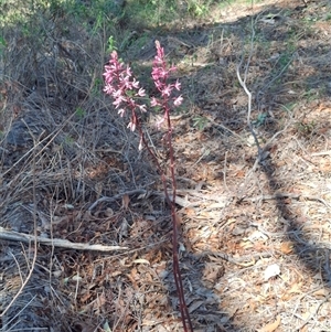 Dipodium punctatum at Chisholm, ACT - 18 Dec 2024