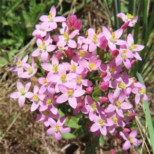 Centaurium erythraea at Strathnairn, ACT - 19 Dec 2024 01:50 PM