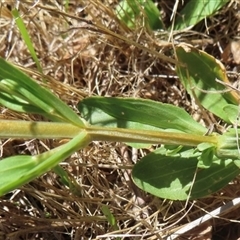 Centaurium erythraea at Strathnairn, ACT - 19 Dec 2024 01:50 PM