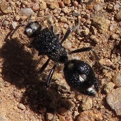 Bothriomutilla rugicollis (Mutillid wasp or velvet ant) at Strathnairn, ACT - 19 Dec 2024 by RobParnell