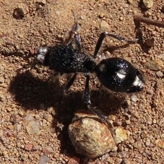 Bothriomutilla rugicollis at Strathnairn, ACT - 19 Dec 2024 09:27 AM