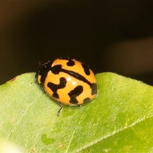 Coccinella transversalis at Higgins, ACT - 15 Nov 2024