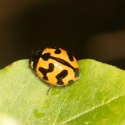 Coccinella transversalis (Transverse Ladybird) at Higgins, ACT - 15 Nov 2024 by AlisonMilton