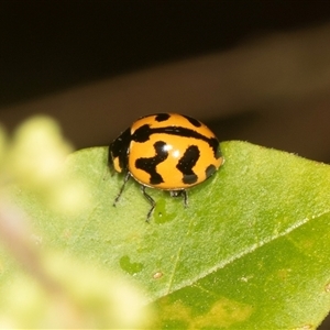 Coccinella transversalis at Higgins, ACT - 15 Nov 2024