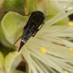 Mordella sp. (genus) (Pintail or tumbling flower beetle) at Higgins, ACT - 15 Nov 2024 by AlisonMilton