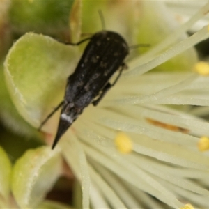 Mordella sp. (genus) at Higgins, ACT - 15 Nov 2024