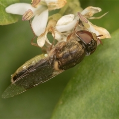 Odontomyia decipiens at Higgins, ACT - 15 Nov 2024 by AlisonMilton