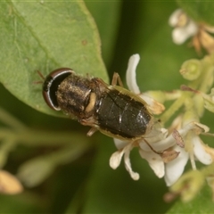 Odontomyia decipiens at Higgins, ACT - 15 Nov 2024