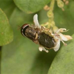 Odontomyia decipiens at Higgins, ACT - 15 Nov 2024