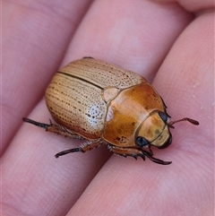 Anoplognathus pallidicollis (Cashew beetle) at Tarago, NSW - 19 Dec 2024 by clarehoneydove