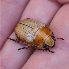 Anoplognathus pallidicollis at Tarago, NSW - 19 Dec 2024 by clarehoneydove