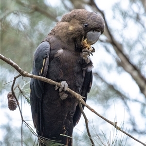 Calyptorhynchus lathami lathami at Penrose, NSW - 13 Jun 2020