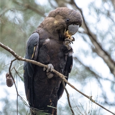 Calyptorhynchus lathami lathami (Glossy Black-Cockatoo) at Penrose, NSW - 13 Jun 2020 by GITM1