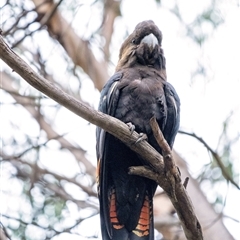 Calyptorhynchus lathami lathami at Penrose, NSW - suppressed