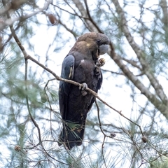 Calyptorhynchus lathami lathami at Penrose, NSW - suppressed