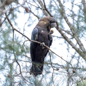 Calyptorhynchus lathami lathami at Penrose, NSW - 13 Jun 2020