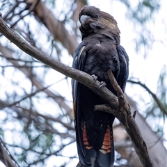 Calyptorhynchus lathami lathami at Penrose, NSW - suppressed