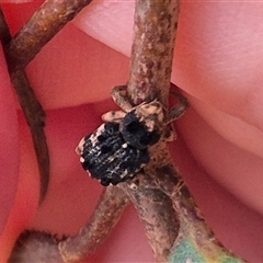 Aades cultratus (Weevil) at Tirrannaville, NSW - 19 Dec 2024 by clarehoneydove