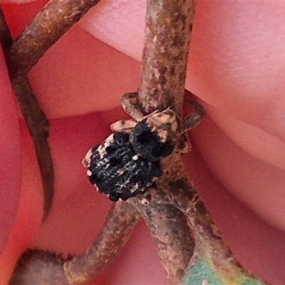 Aades cultratus (Weevil) at Tirrannaville, NSW - 19 Dec 2024 by clarehoneydove