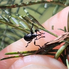 Rhynolaccus sp. (genus) at Tirrannaville, NSW - 19 Dec 2024 by clarehoneydove