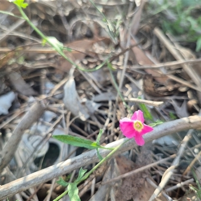 Convolvulus angustissimus subsp. angustissimus at Tarago, NSW - 19 Dec 2024 by clarehoneydove