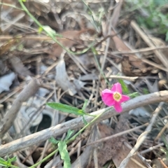 Convolvulus angustissimus subsp. angustissimus at Tarago, NSW - 19 Dec 2024 04:42 PM