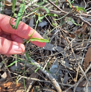 Convolvulus angustissimus subsp. angustissimus at Tarago, NSW - 19 Dec 2024 04:42 PM