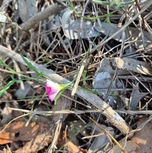 Convolvulus angustissimus subsp. angustissimus at Tarago, NSW - 19 Dec 2024 04:42 PM