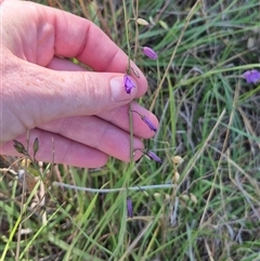 Arthropodium fimbriatum (Nodding Chocolate Lily) at Tarago, NSW - 19 Dec 2024 by clarehoneydove