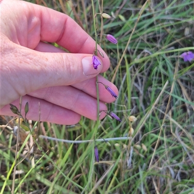 Arthropodium fimbriatum (Nodding Chocolate Lily) at Tarago, NSW - 19 Dec 2024 by clarehoneydove