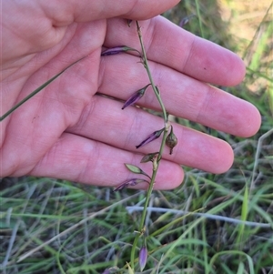 Arthropodium fimbriatum at Tarago, NSW - 19 Dec 2024