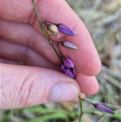 Arthropodium fimbriatum at Tarago, NSW - 19 Dec 2024