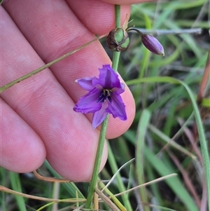 Arthropodium fimbriatum at Tarago, NSW - 19 Dec 2024