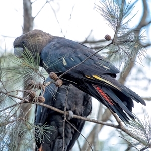 Calyptorhynchus lathami lathami at Penrose, NSW - suppressed