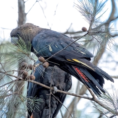 Calyptorhynchus lathami lathami (Glossy Black-Cockatoo) at Penrose, NSW - 30 Jun 2020 by GITM1