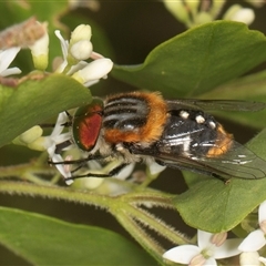 Scaptia (Scaptia) auriflua (A flower-feeding march fly) at Higgins, ACT - 15 Nov 2024 by AlisonMilton