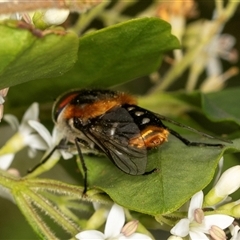 Scaptia (Scaptia) auriflua at Higgins, ACT - 15 Nov 2024