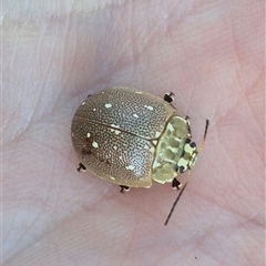 Paropsis aegrota (Eucalyptus Tortoise Beetle) at Tarago, NSW - 19 Dec 2024 by clarehoneydove