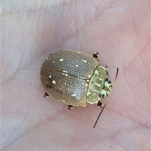 Paropsis aegrota at Tarago, NSW - 19 Dec 2024