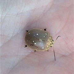 Paropsis aegrota at Tarago, NSW - 19 Dec 2024