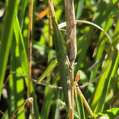 Acrida conica (Giant green slantface) at Tarago, NSW - 19 Dec 2024 by clarehoneydove